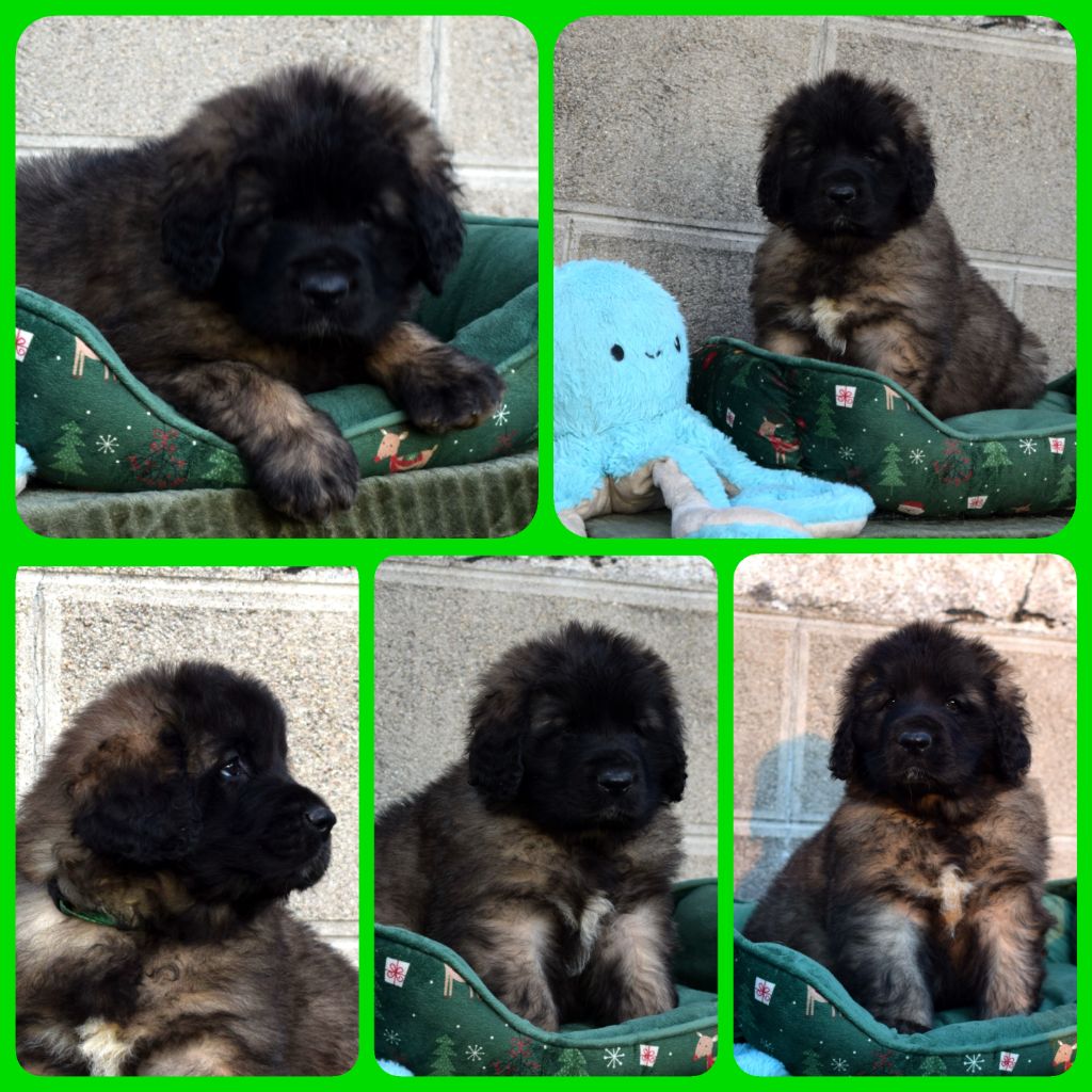 Des Gardiens Des Lions - Chiot disponible  - Leonberger