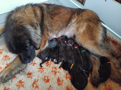 Des Gardiens Des Lions - Leonberger - Portée née le 08/11/2024