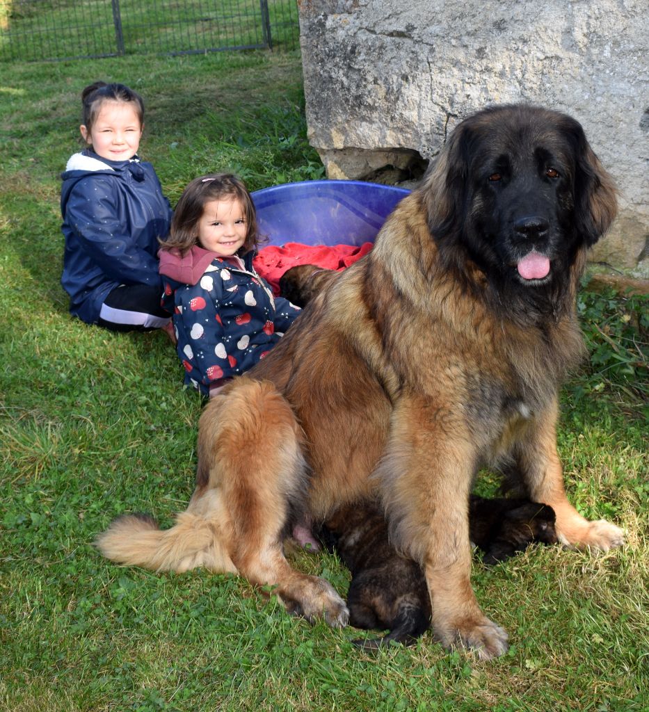 chiot Leonberger Des Gardiens Des Lions