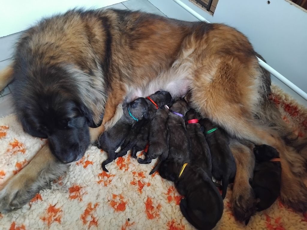 chiot Leonberger Des Gardiens Des Lions