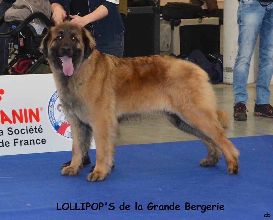 Lollipop's De la grande bergerie