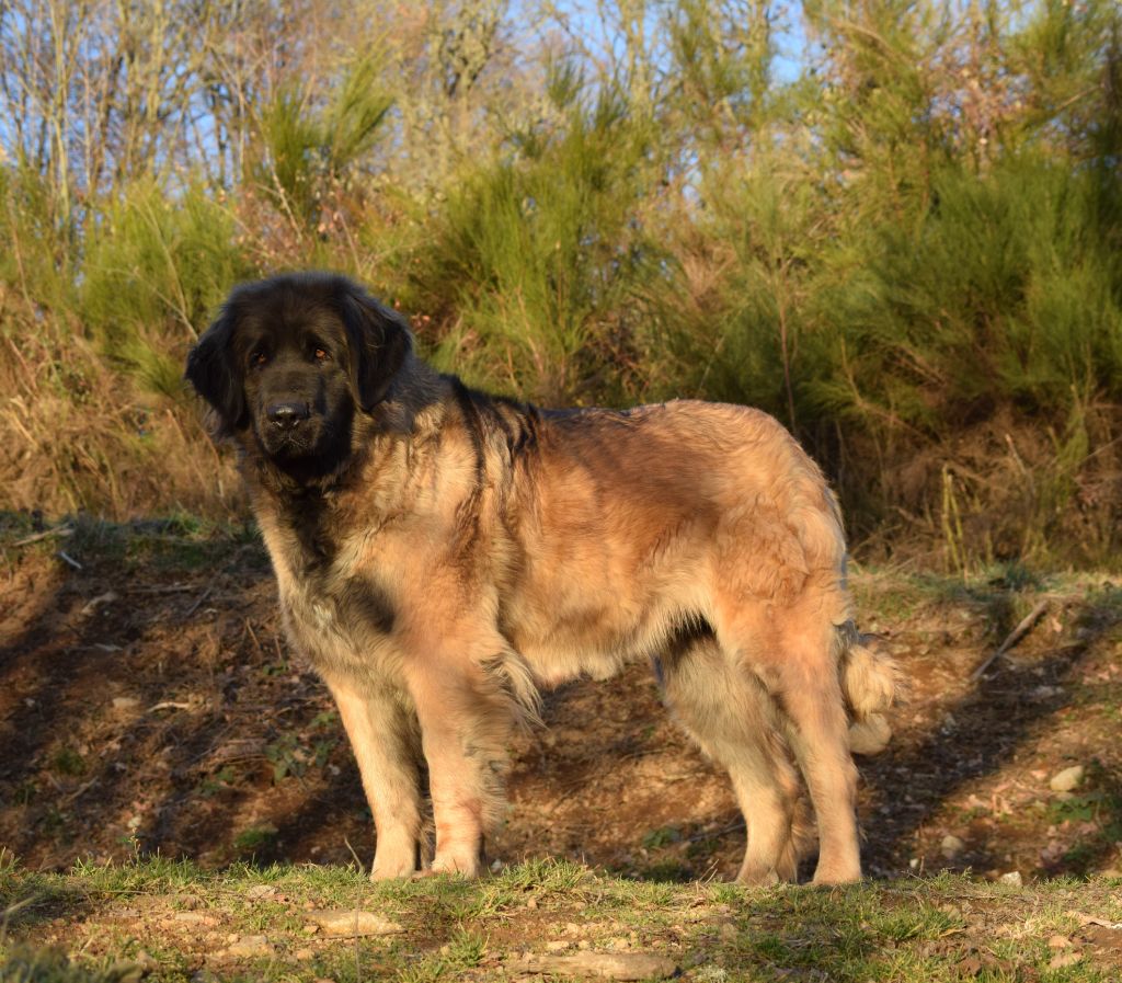 Mila Des Gardiens Des Lions