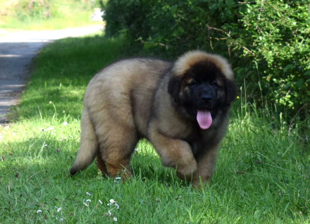Aïkiro Des Gardiens Des Lions