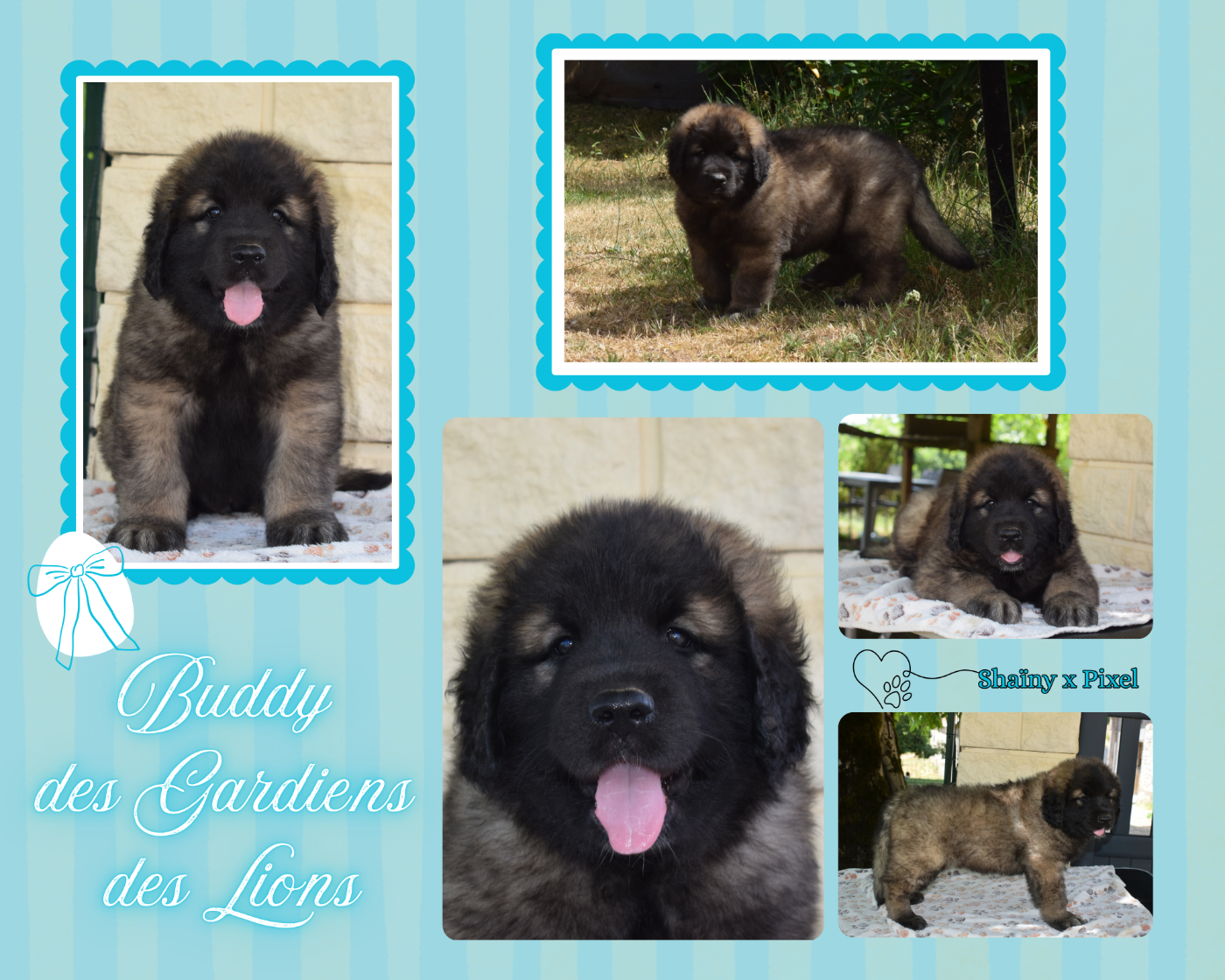 BUDDY chercher sa famille !
