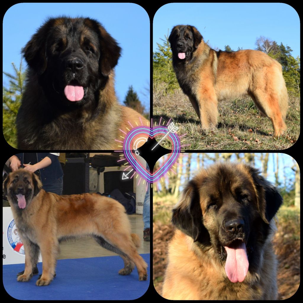 Des Gardiens Des Lions - A naître chiots Leonberg !
