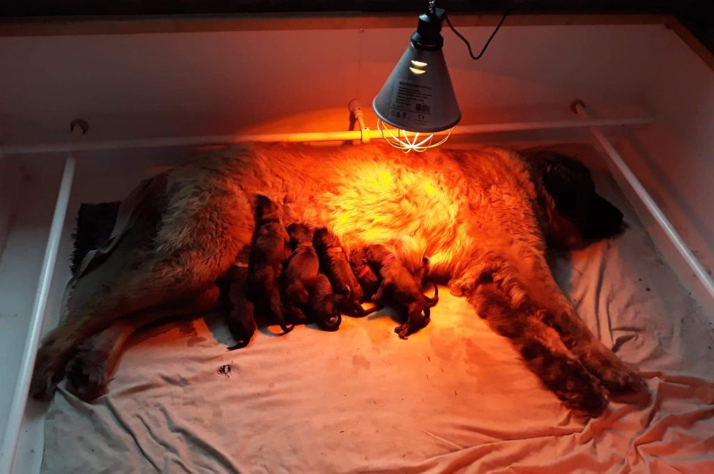 Des Gardiens Des Lions - Les bébés sont nés !