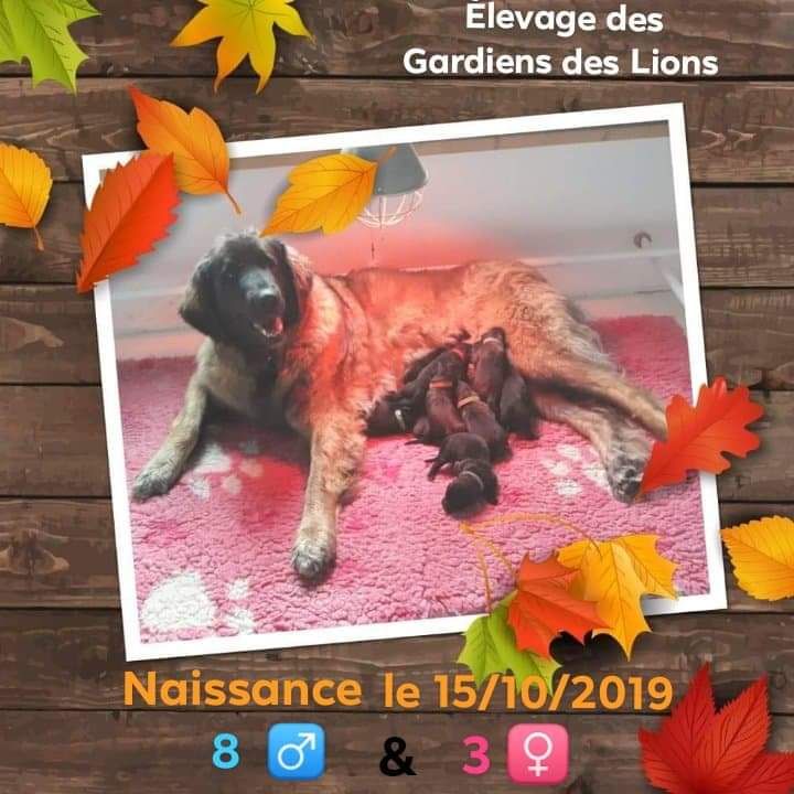 Des Gardiens Des Lions - Les chiots sont nés !