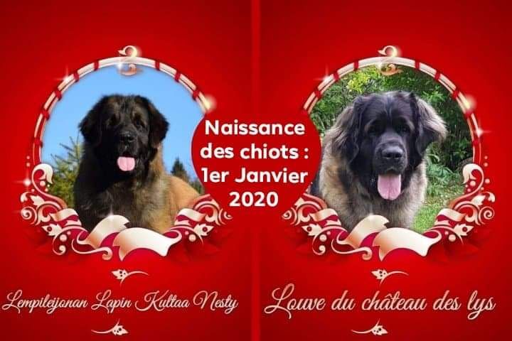 Des Gardiens Des Lions - Portée LOUVE X NESTY