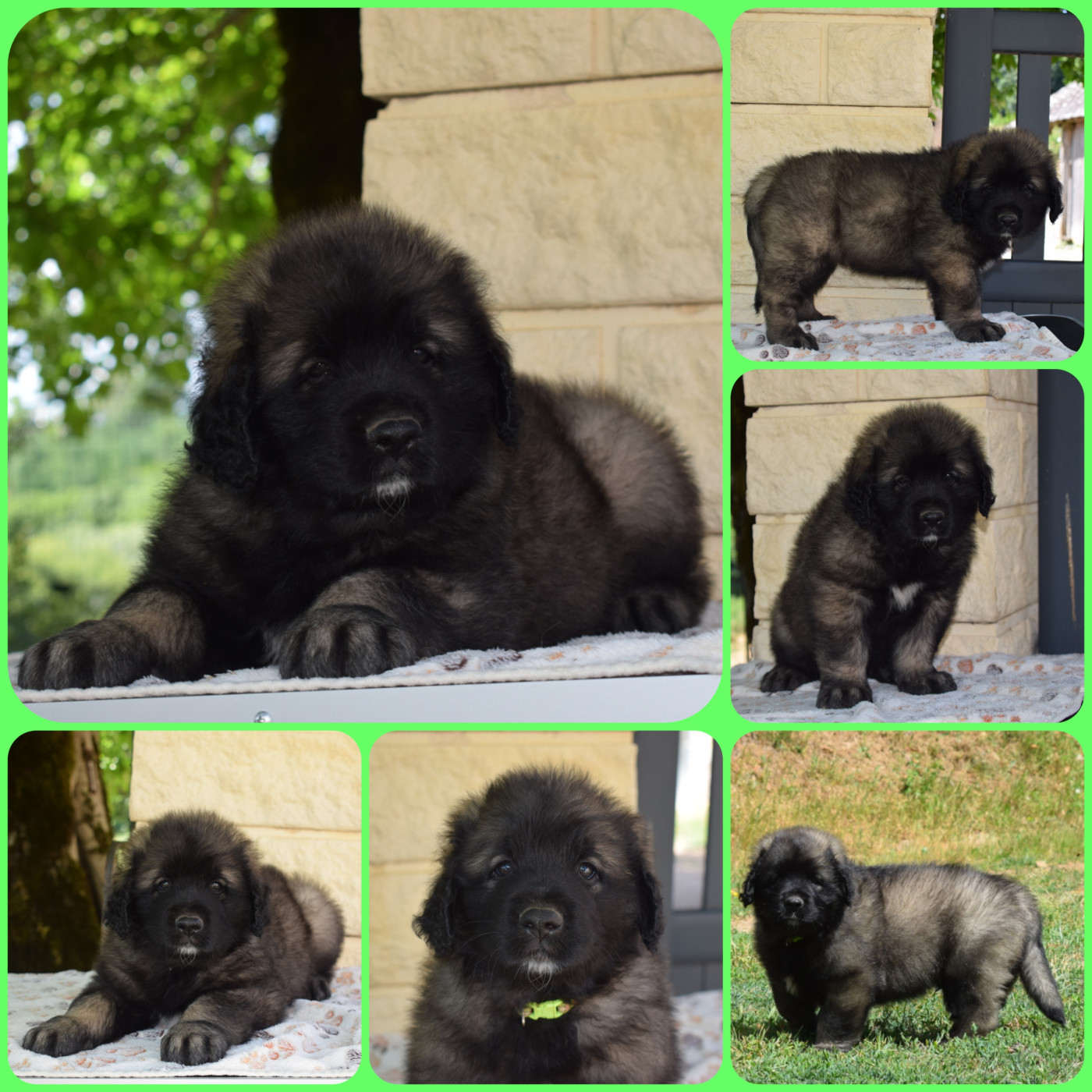 Des Gardiens Des Lions - Chiots disponibles - Leonberger