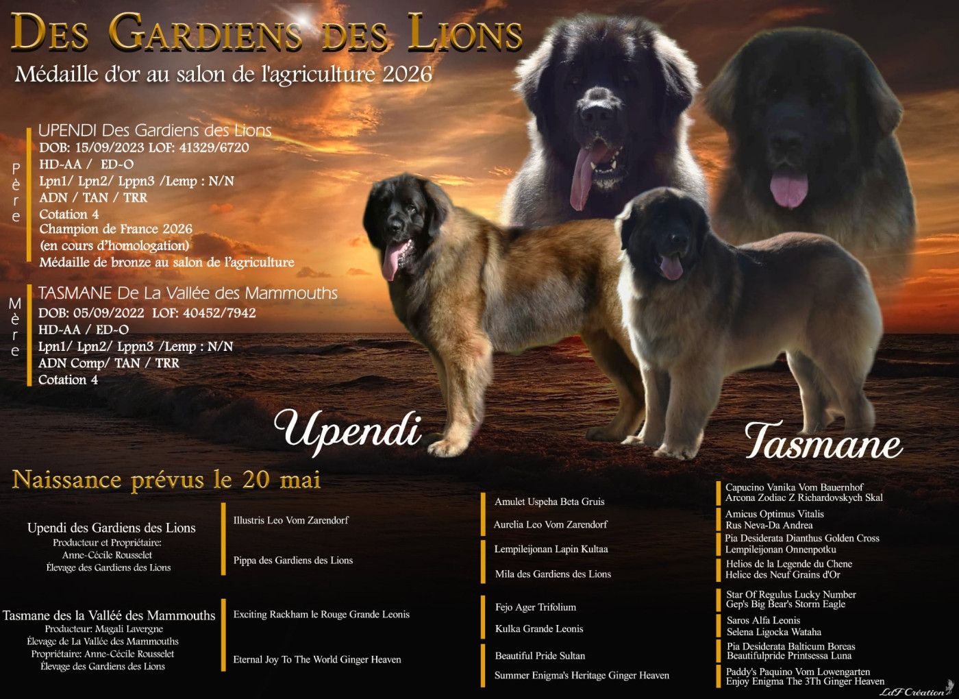 Des Gardiens Des Lions - Leonberger - Portée née le 13/05/2026