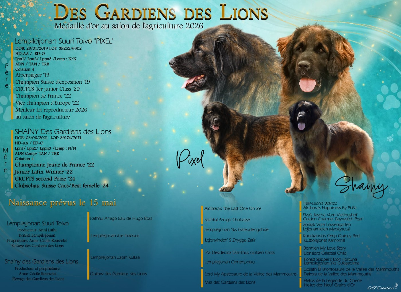 Chiot Leonberger Des Gardiens Des Lions
