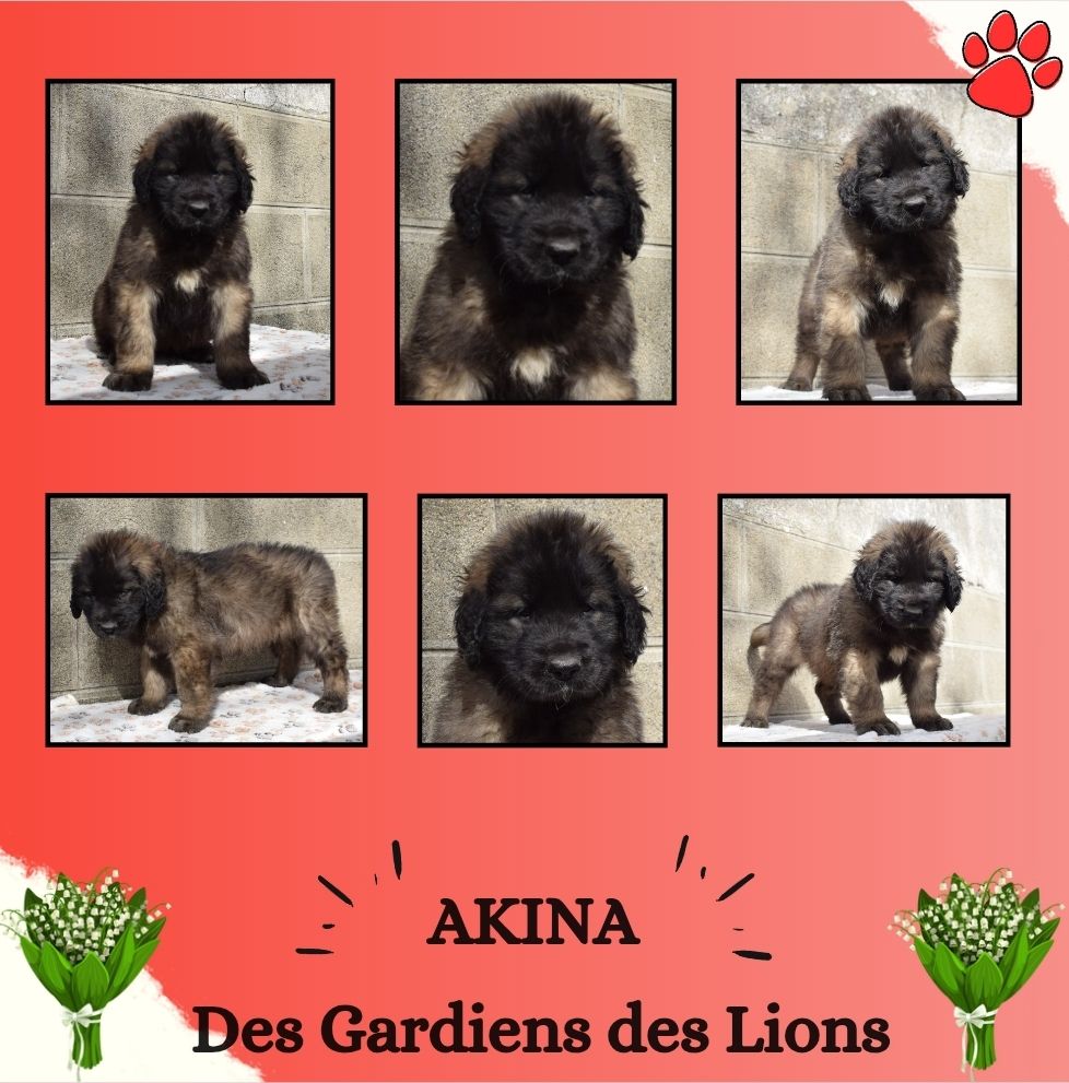 Des Gardiens Des Lions - Chiots disponibles - Leonberger