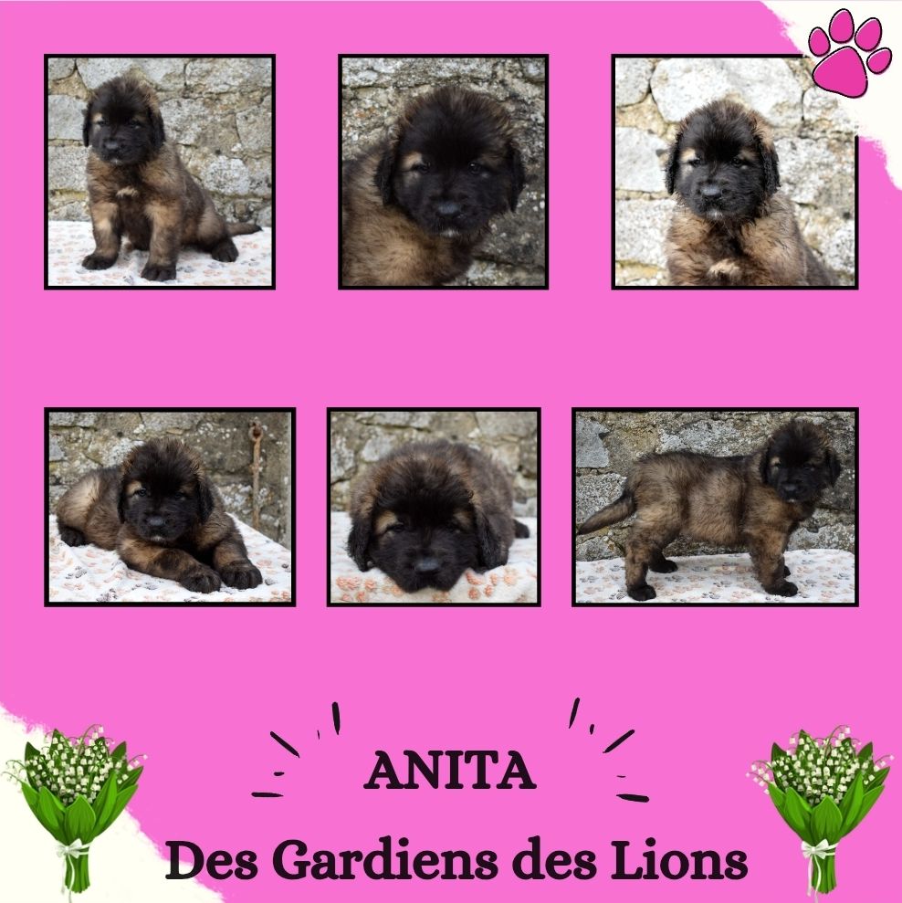 Des Gardiens Des Lions - Chiots disponibles - Leonberger