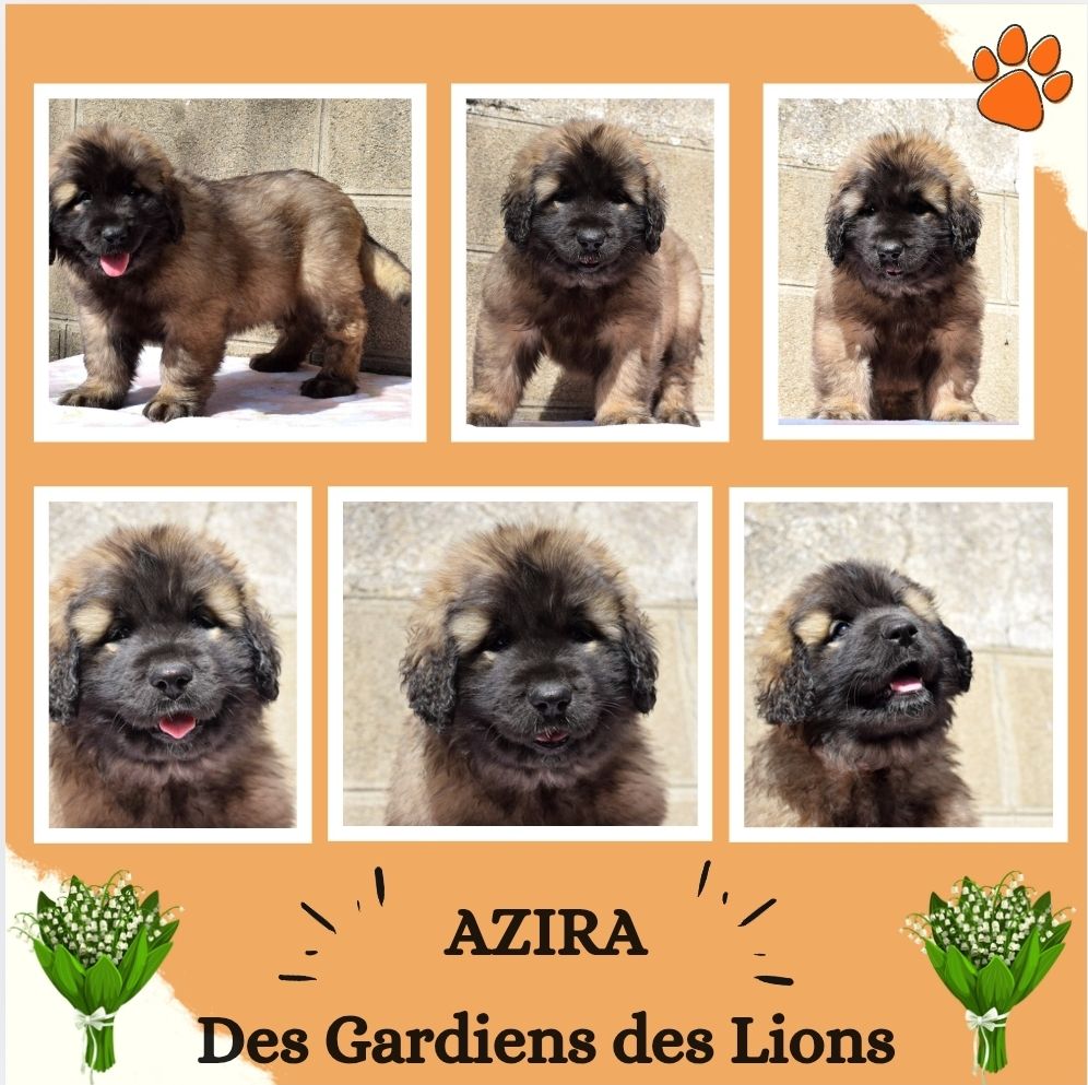 Des Gardiens Des Lions - Chiots disponibles - Leonberger